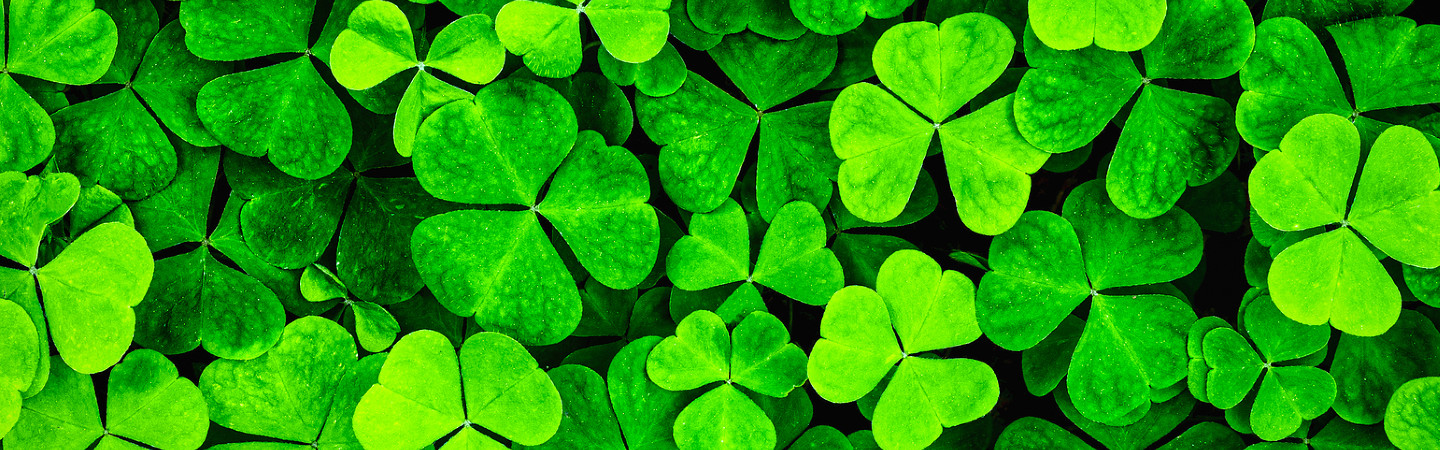 close up of field of shamrocks