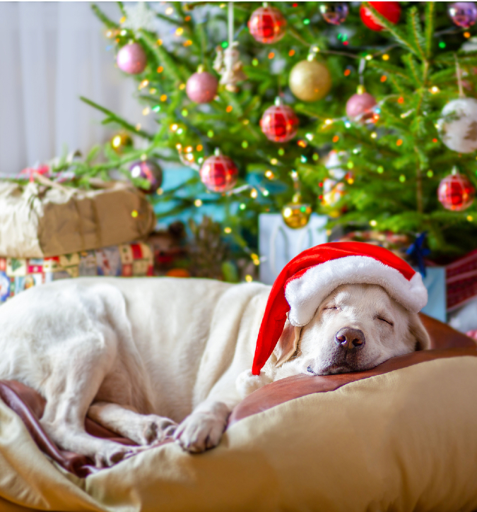 dog wearing Santa hat sleeping on dog bed in front of Christmas tree